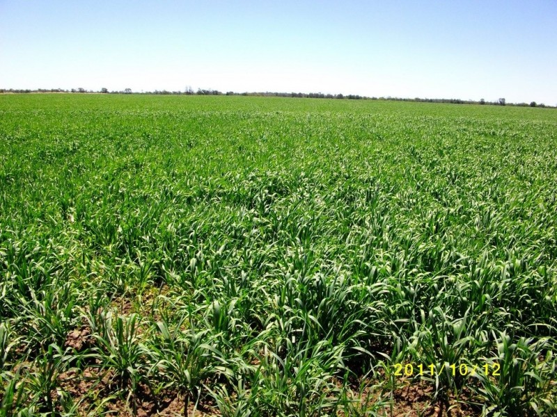 Cecil Plains QLD 4407