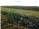 Cecil Plains QLD 4407