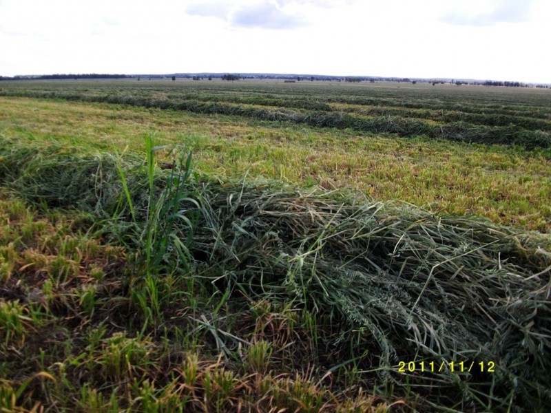 Cecil Plains QLD 4407