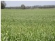 Cecil Plains QLD 4407