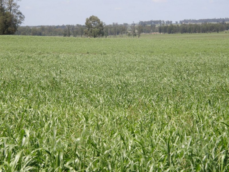 Cecil Plains QLD 4407