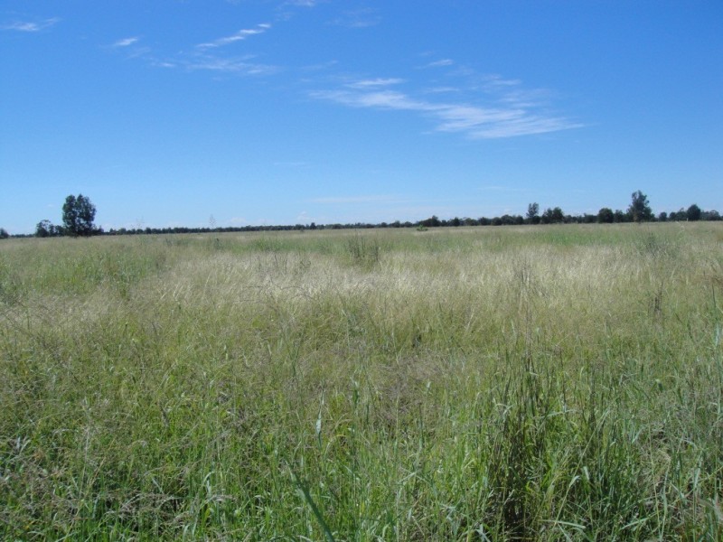 Meandarra QLD 4422