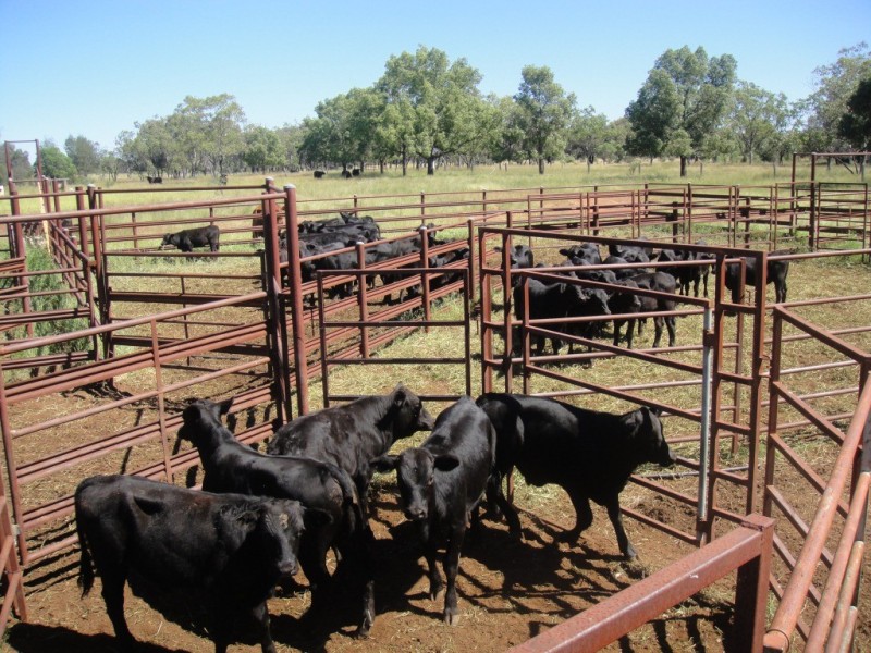 Meandarra QLD 4422