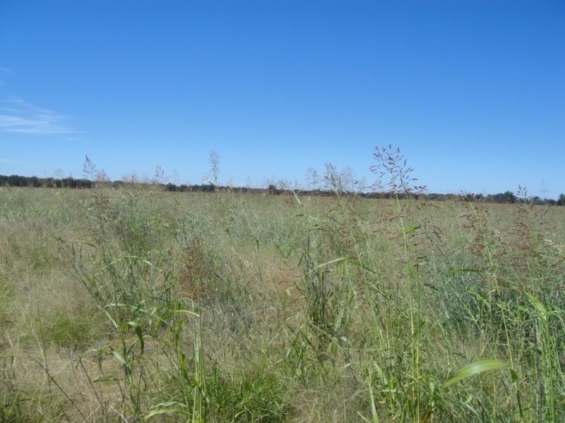 Meandarra QLD 4422