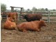 Cecil Plains QLD 4407