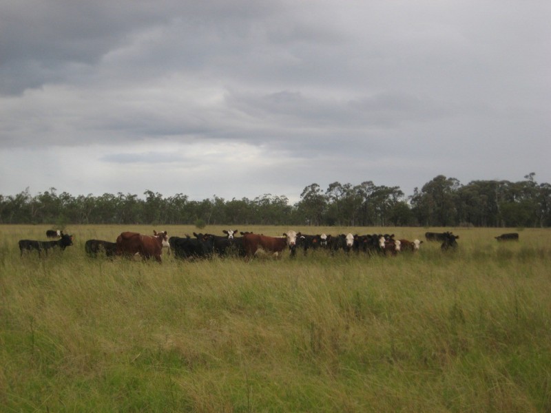 Millmerran QLD 4357