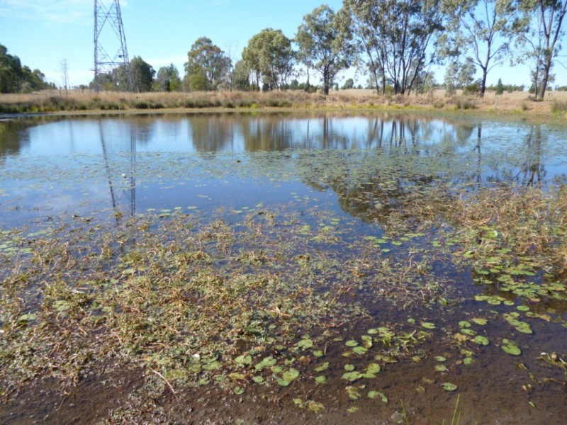 Miles QLD 4415