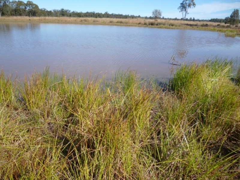 Miles QLD 4415