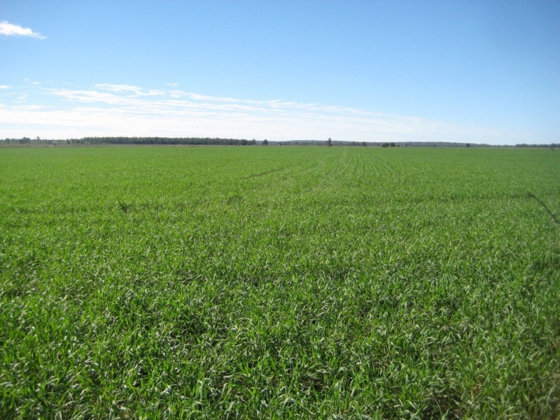Jandowae QLD 4410