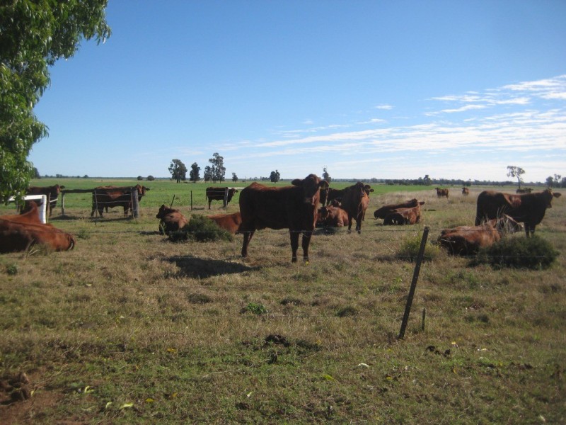 Jandowae QLD 4410