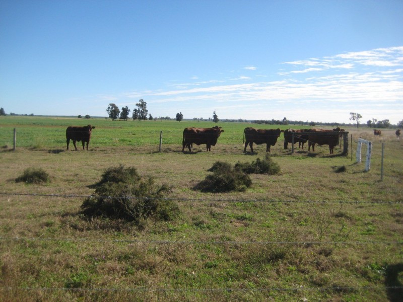 Jandowae QLD 4410