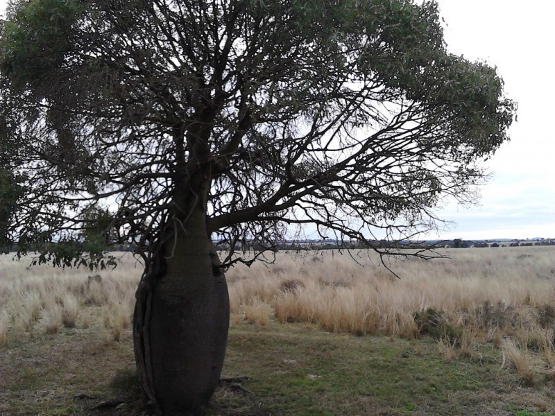 ” Bloomfield “, Jandowae QLD 4410