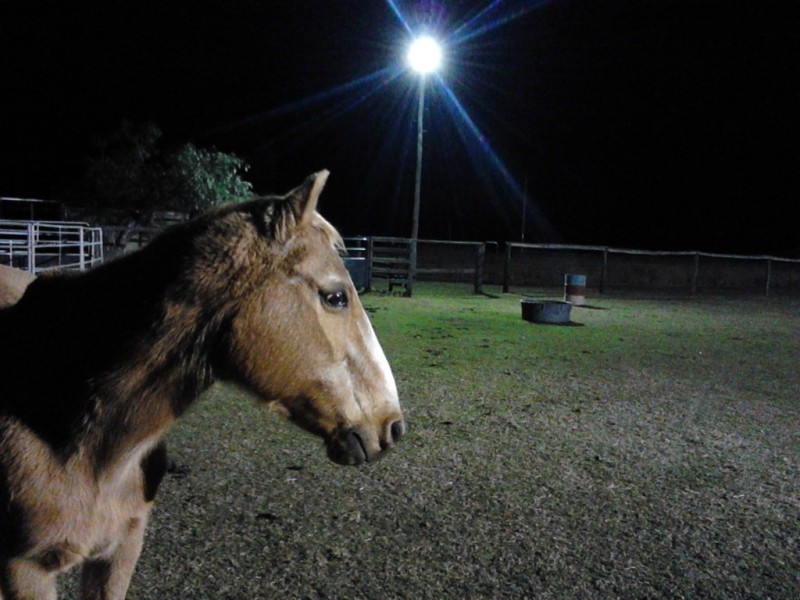 ” Bloomfield “, Jandowae QLD 4410