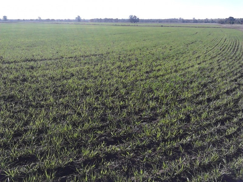 ” Bloomfield “, Jandowae QLD 4410