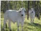 Dalby QLD 4405