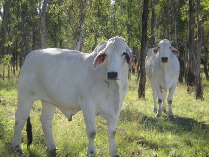 Dalby QLD 4405