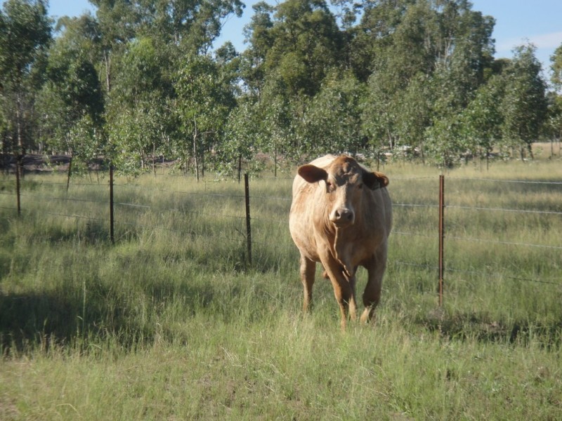 Dalby QLD 4405