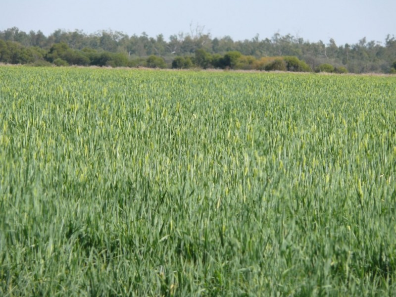 ” Combarngo South”, Yuleba QLD 4427