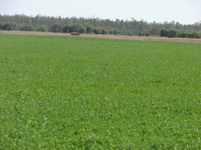 ” Combarngo South”, Yuleba QLD 4427