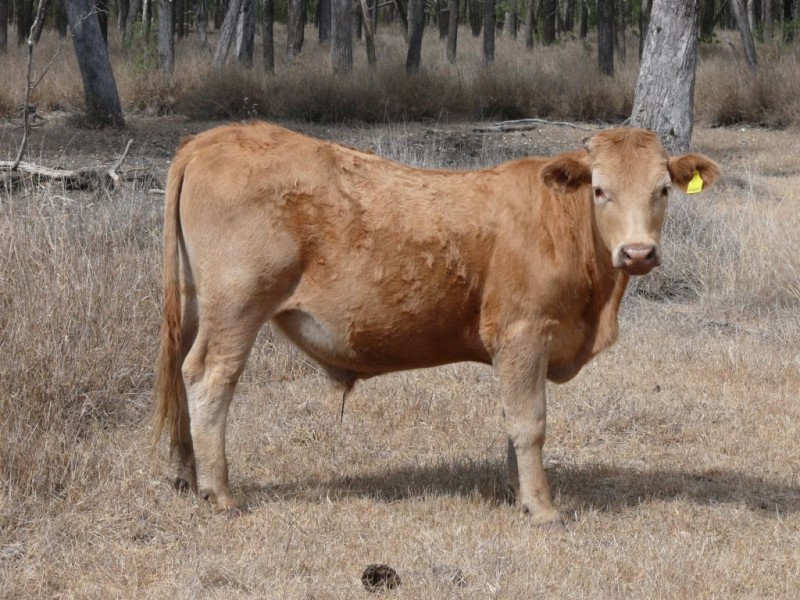 ” Combarngo South”, Yuleba QLD 4427