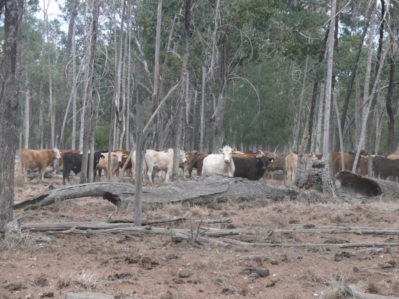 ” Combarngo South”, Yuleba QLD 4427