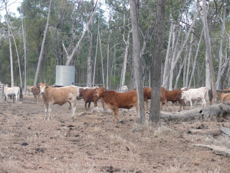 ” Combarngo South”, Yuleba QLD 4427