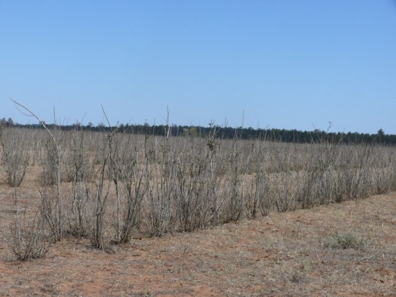 ” Combarngo South”, Yuleba QLD 4427