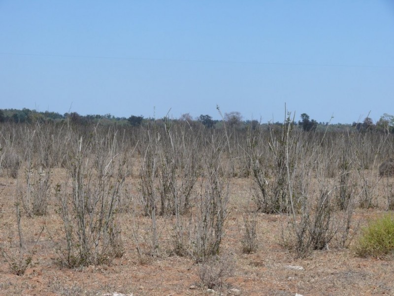 ” Combarngo South”, Yuleba QLD 4427