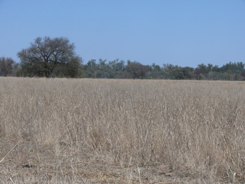 ” Combarngo South”, Yuleba QLD 4427
