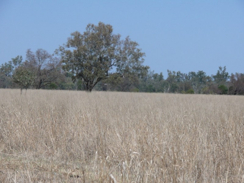 ” Combarngo South”, Yuleba QLD 4427