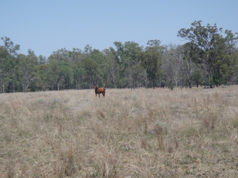 ” Lawn Hill “, Miles QLD 4415