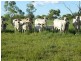 ” MONS “, Isisford QLD 4731