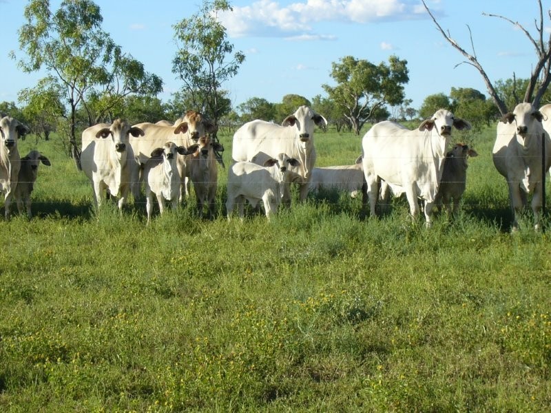 ” MONS “, Isisford QLD 4731