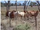 ” NINGINDAH “, Dulacca QLD 4425