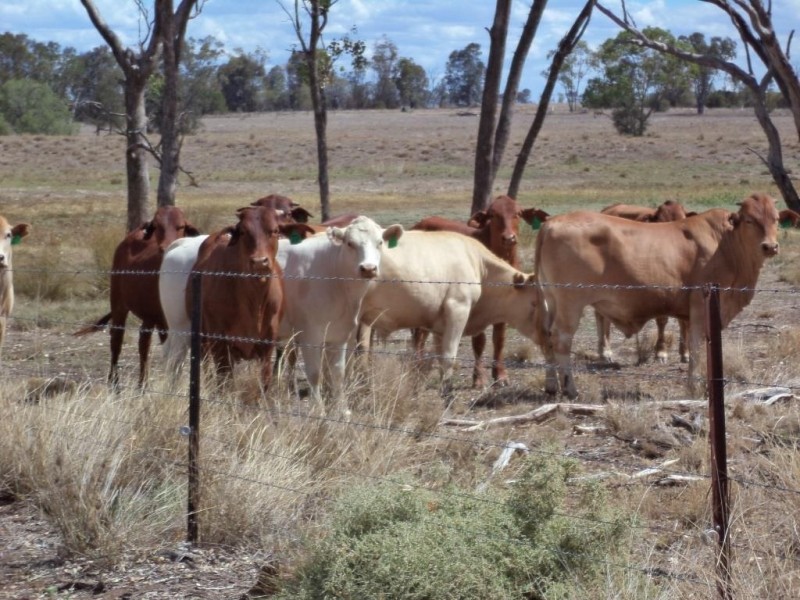 ” NINGINDAH “, Dulacca QLD 4425