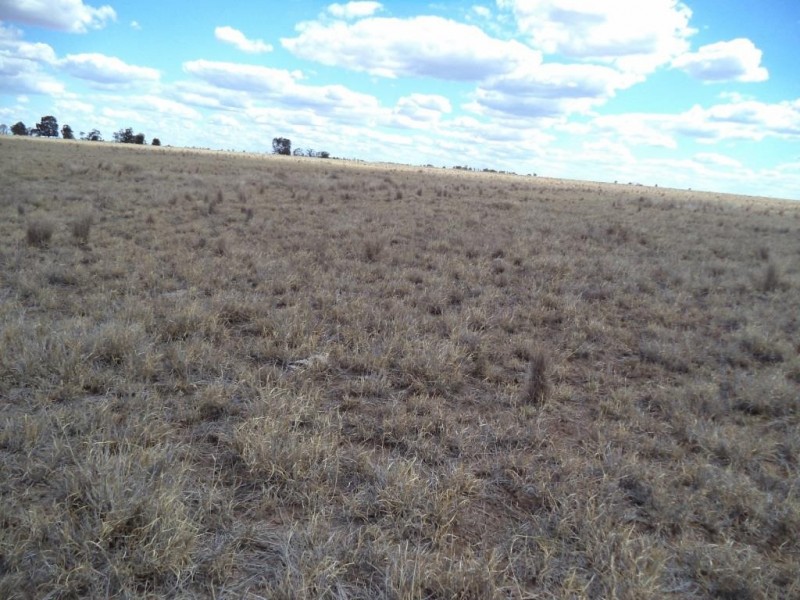 ” NINGINDAH “, Dulacca QLD 4425