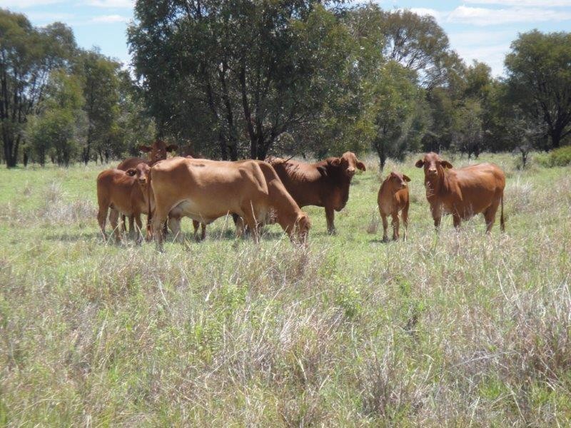 ” Mt Aldis “, Moura QLD 4718