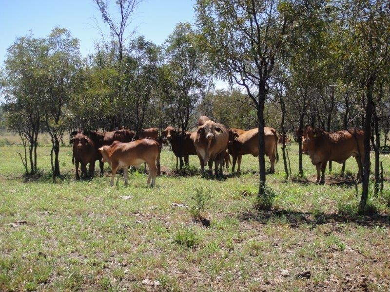 ” Sandra Downs “, Moura QLD 4718