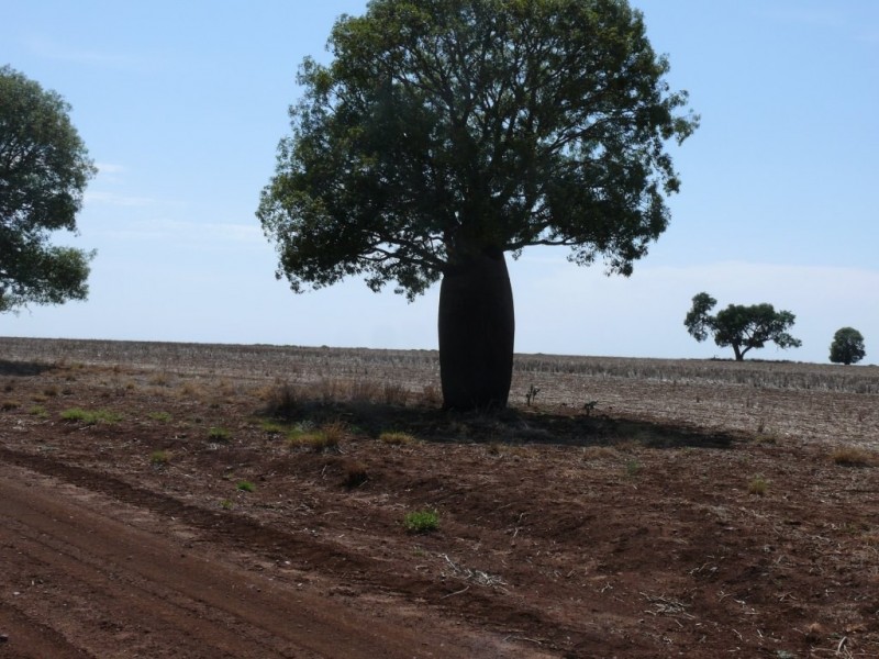 ” Nardu “, Roma QLD 4455