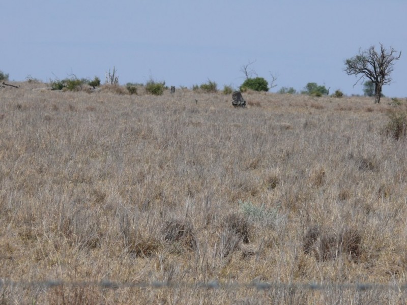 ” Nardu “, Roma QLD 4455