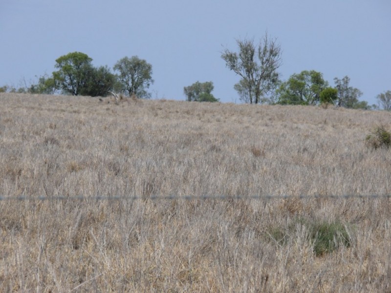 ” Nardu “, Roma QLD 4455