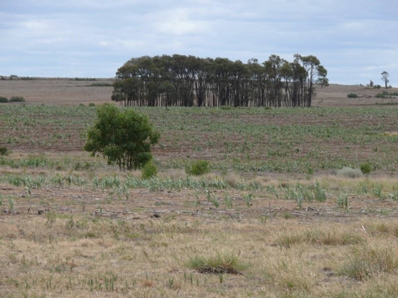 ” Nardu “, Roma QLD 4455