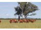 ” Billabong “, Moura QLD 4718