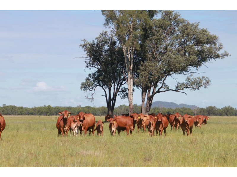 ” Billabong “, Moura QLD 4718