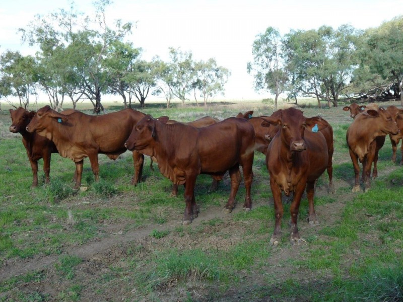 ” Marmboo “, Longreach QLD 4730