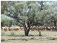 ” Marmboo “, Longreach QLD 4730