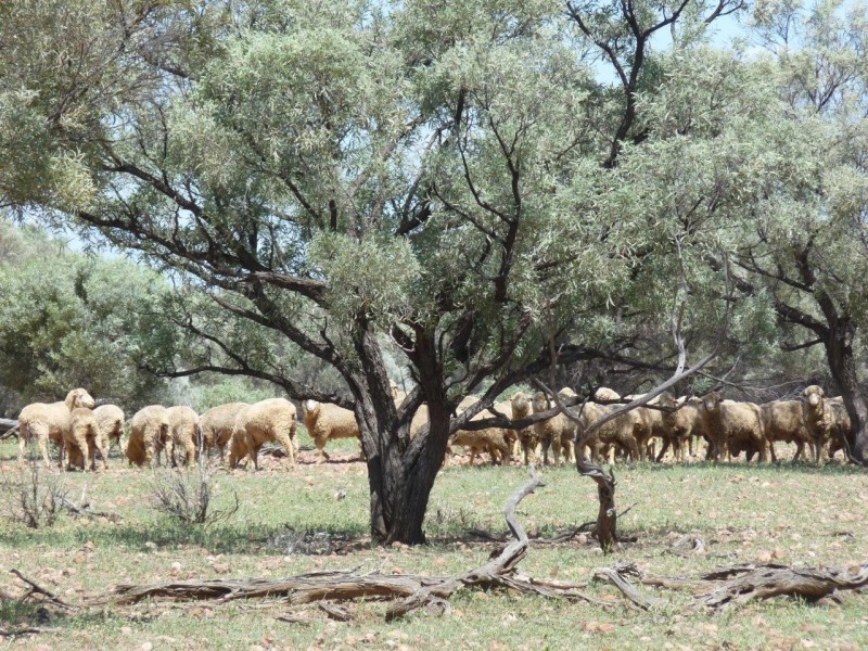 ” Marmboo “, Longreach QLD 4730