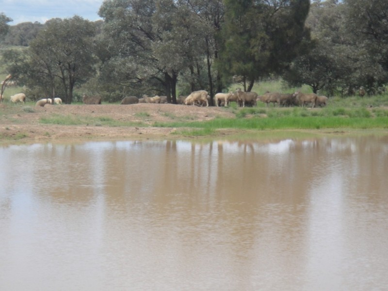 ” Vera Doon “, Hannaford QLD 4406