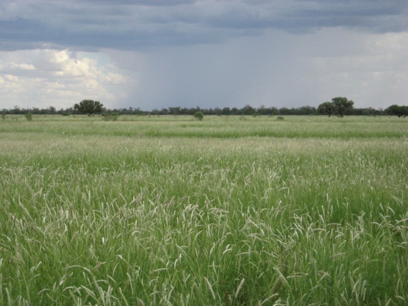 ” Yambutta “, Quilpie QLD 4480