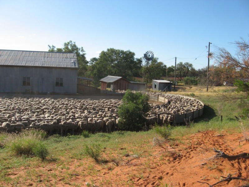 ” Yambutta “, Quilpie QLD 4480